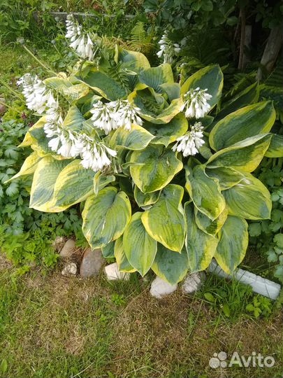 Хоста Френсис Вильямс