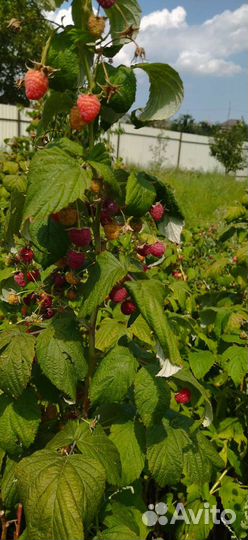 Саженцы ремонтантной малины