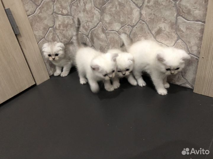 Шотландские котята