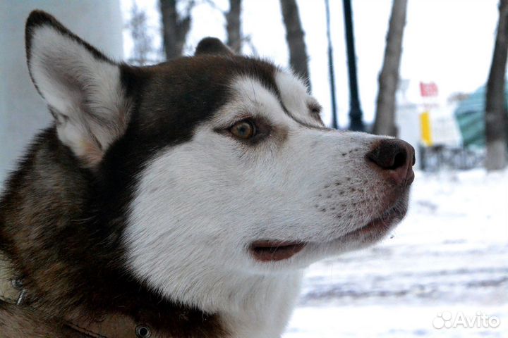 Сибирский хаски