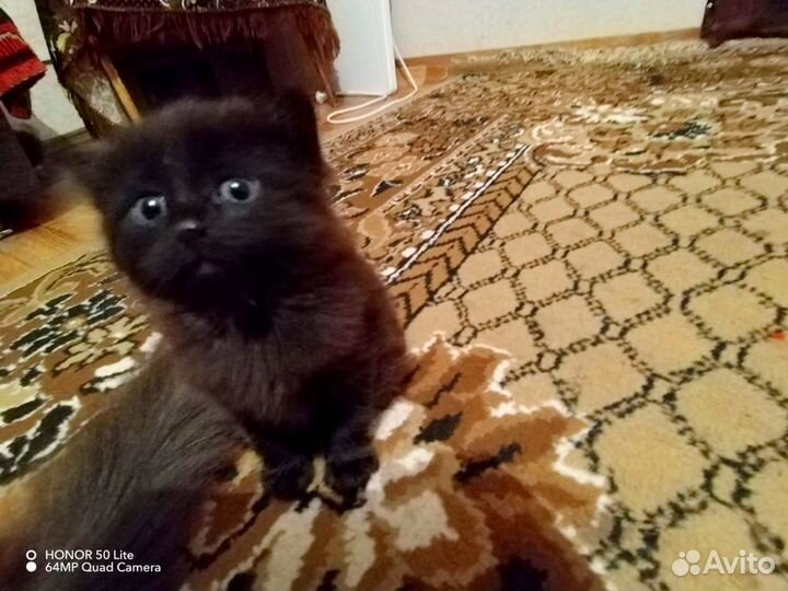 Котята красивые пушистые в добрые руки