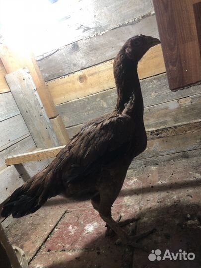 Бойцовая птица