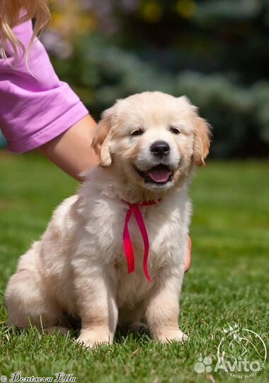 Щенки золотистого ретривера