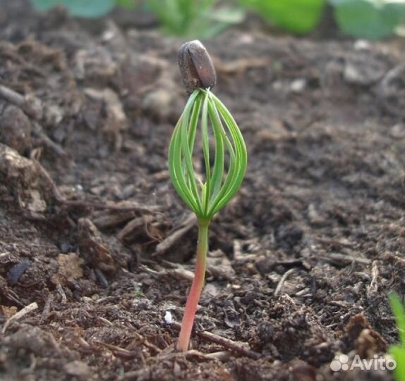 Кедр в подарок (любимым)