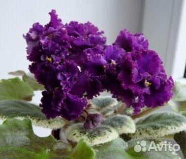 Фиалки сортовые