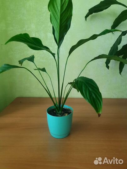 Спатифиллум, цветок 