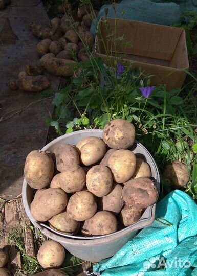 Продам картофель