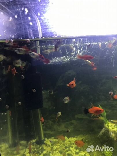 Рыбки для аквариума