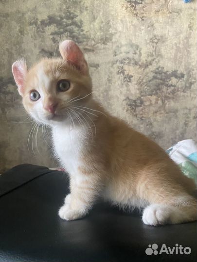 Кошка Американская Керл