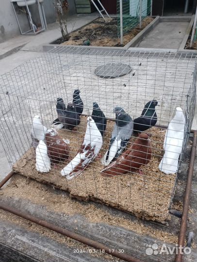 Инкубационное яйцо ливенских ситцевых кур