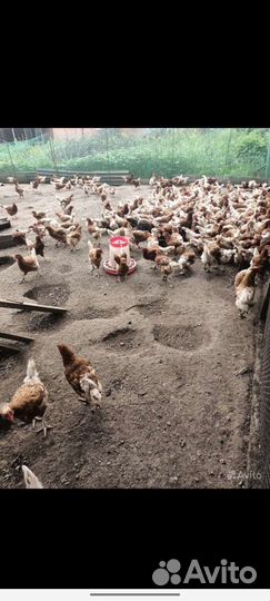 Куры несушки ломан браун