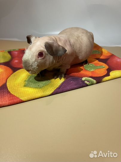 Морская свинка скинни девочка