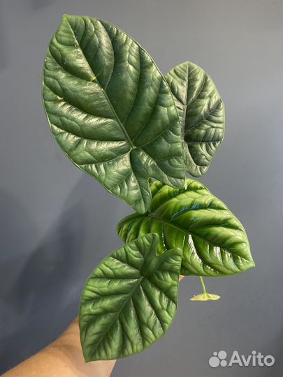 Алоказия синуата