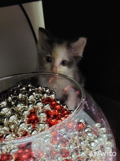 Соня ищет дом