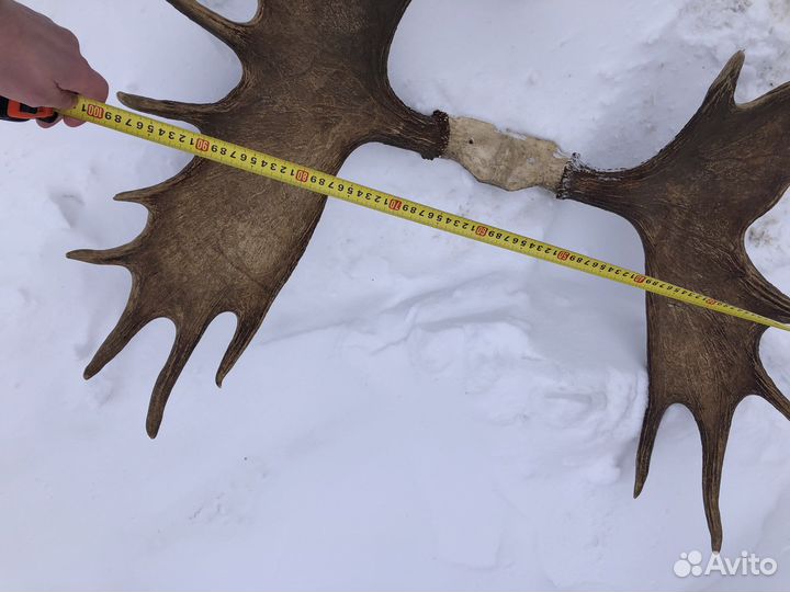 Рога лося и оленя