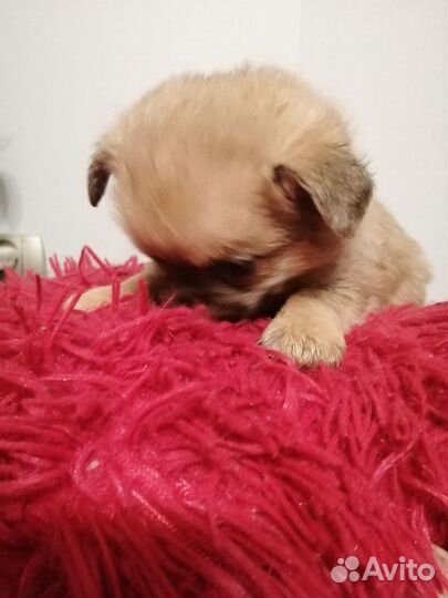 Щенки чихуахуа