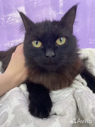 Отдам в добрые руки