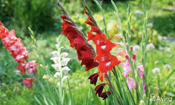 Локовицы гладиолусов