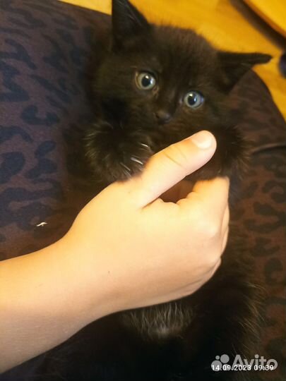 Котенок девочка от сиамской кошечки