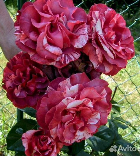 Саженцы роз