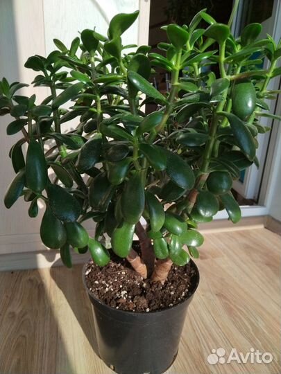 Крассула толстянка денежное дерево