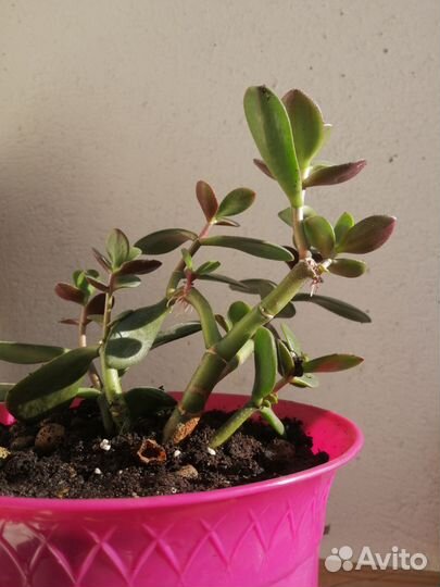 Крассула толстянка(денежное дерево)