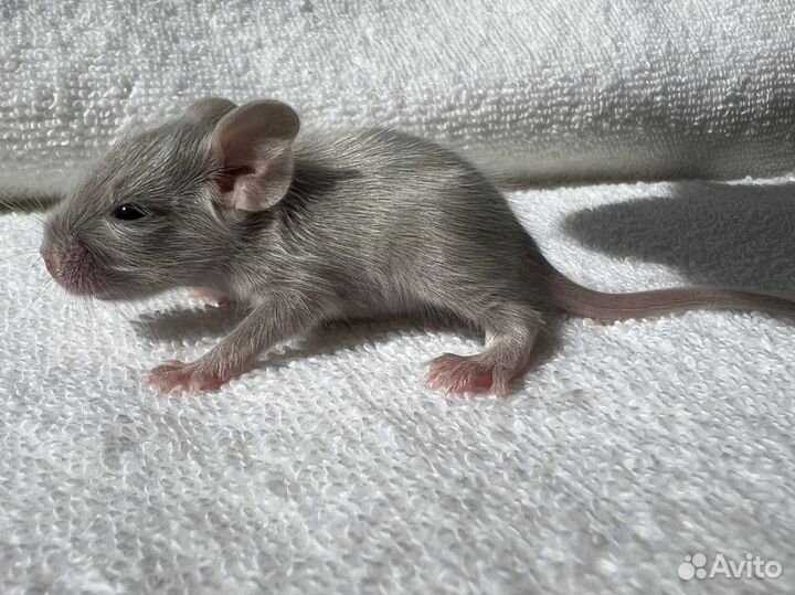 Белки дегу питомник, все окрасы