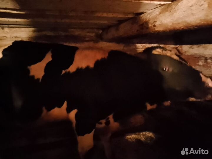 Быки на мясо