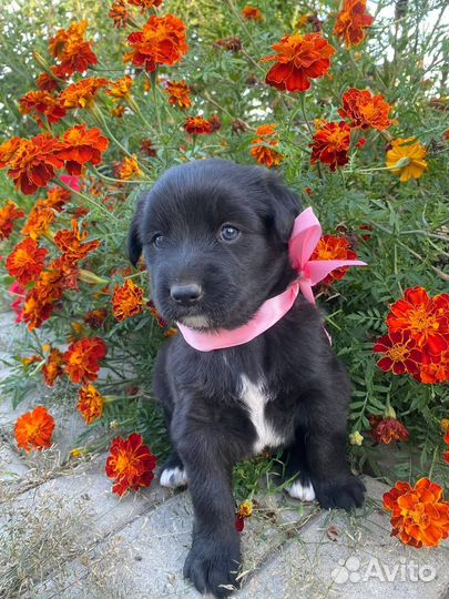 Щенки бесплатно