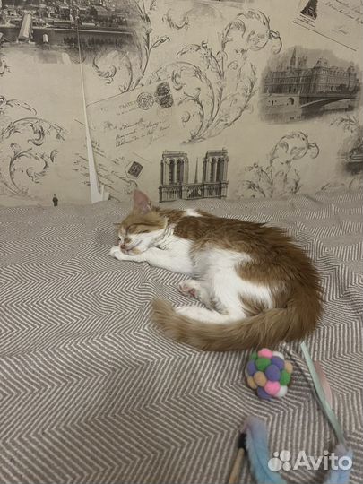 Рыжий котенок