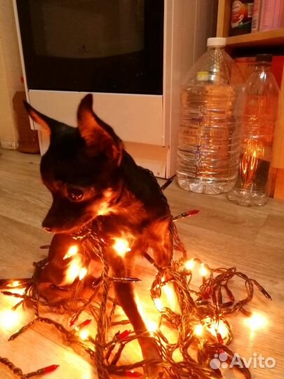 Вязка Мини-Той-терьер