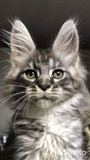 Мейн-кун девочки- серебро