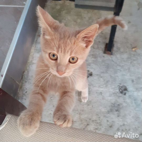 Рыжий котёнок мальчик
