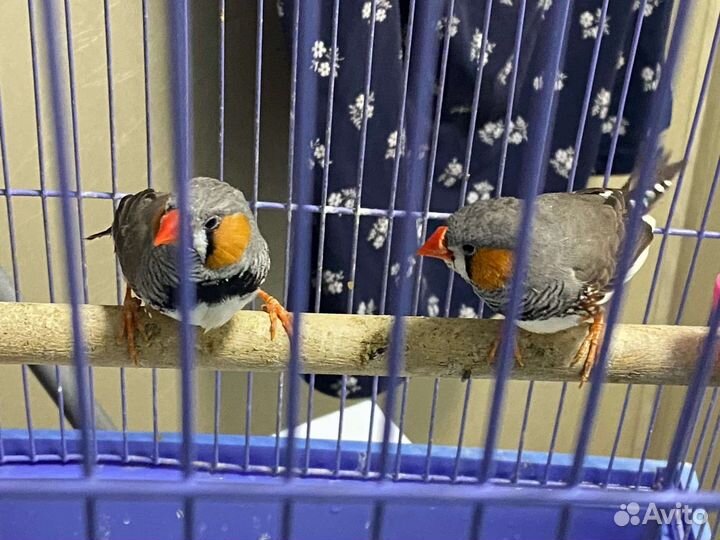Зебровые амадины