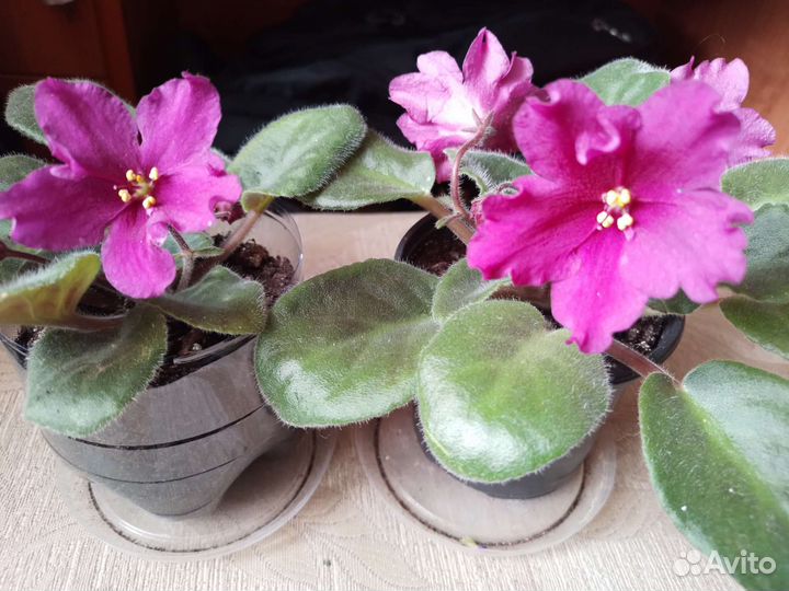 Домашние растения