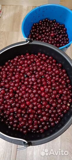 Вишня ягода свежая