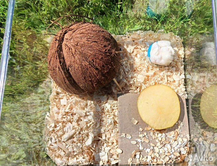 Мадагаскарский таракан Готовый домик с инструкцией