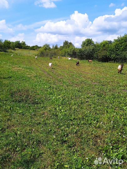 Домашняя птица