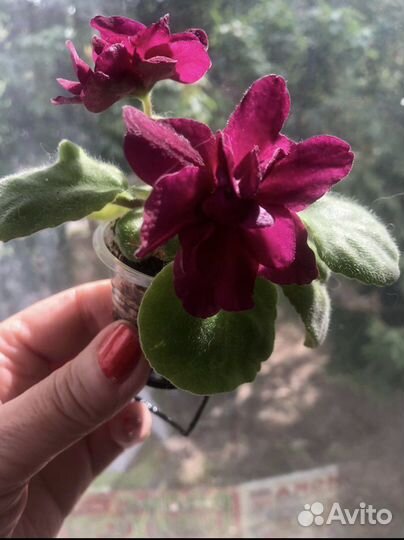 Фиалка ав-Танго