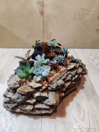 Композиция из суккулентов в плошке из камня