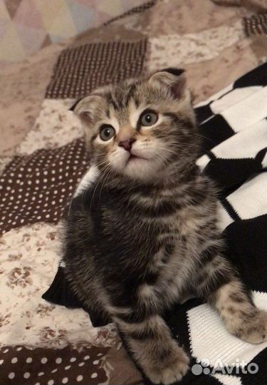 Шотландская