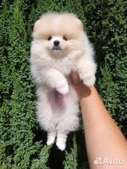 Кремовый Красавчик Померанский шпиц