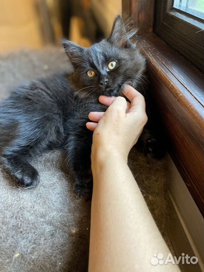 Котята ищут добрых хозяев