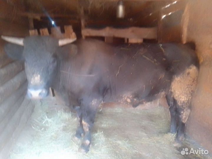 Продам бычков
