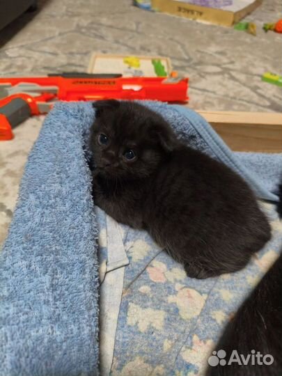 Шотландские вислоухие котята бесплатно