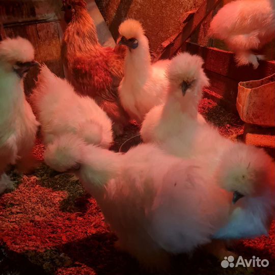 Инкубационное яйцо