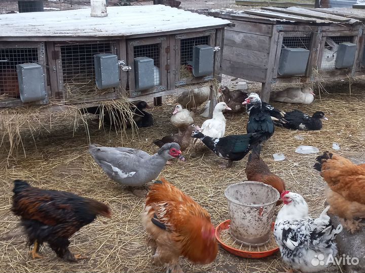 Украшение для двора