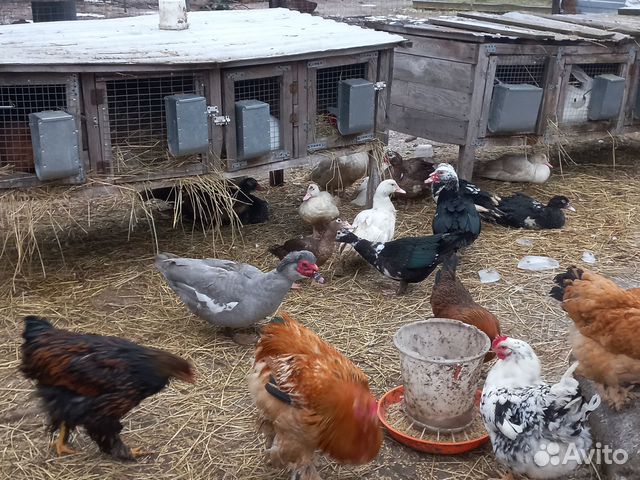 Украшение для двора