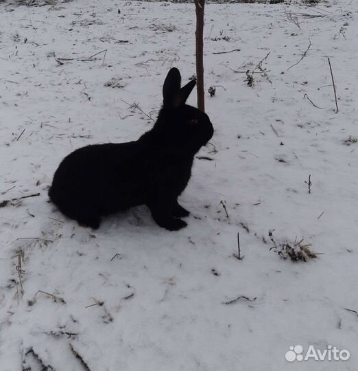 Кролики разных возрастов для разведения, а также м