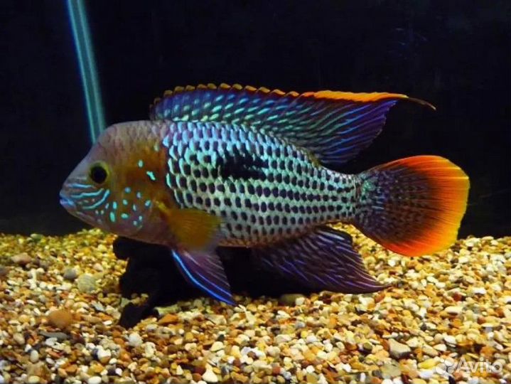 Акара бирюзовая